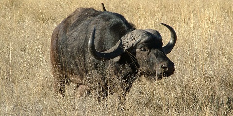 Safari econômico de 12 dias, caminhada no Kilimanjaro e passeio pela cidade de Moshi na Tanzânia (2026 - 2027)