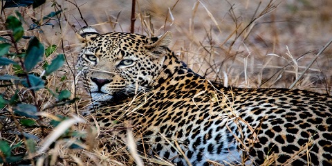 5 Days Private Mid-Range Safari in Tanzania from Arusha