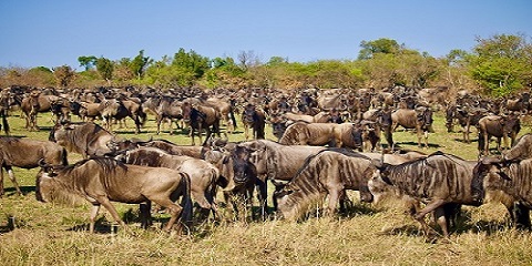 5 Days Private Luxury Safari Southern Serengeti from Arusha