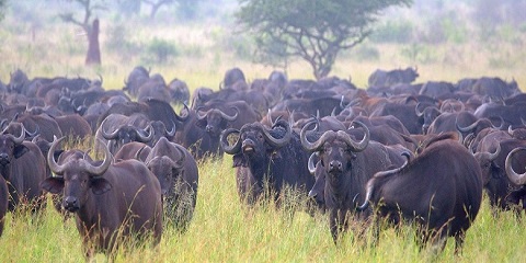 7 Days Private Luxury Tanzania Safari from Dar-Es-Salaam