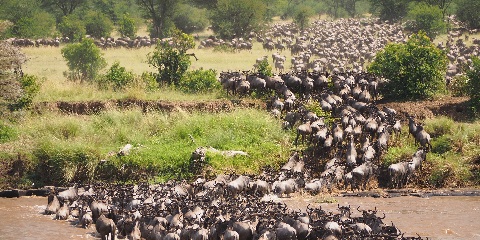 6 Days Private Mid Range Tanzania Safari from Moshi