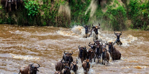 3 Days Group Budget Safari in Tanzania from Moshi