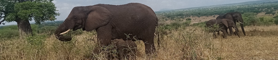 3-Day Affordable Tanzania Camping Safari (Tarangire, Lake Manyara & Ngorongoro Crater) - Tanzania Safari Tour Banner