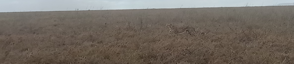 From Zanzibar to Tarangire, Serengeti, Ngorongoro Crater & Lake Manyara: 6-Day Group Budget Safari Tour in Tanzania, Africa Before AFCON 2027 safari banner