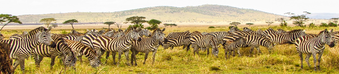 Top Best Serengeti Private Safari Tours from Zanzibar - Top Africa Tours