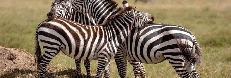 Lake Manyara / Mto wa Mbu to Serengeti National Park