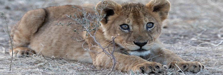 Full Day Game Drive Safari in Serengeti National Park