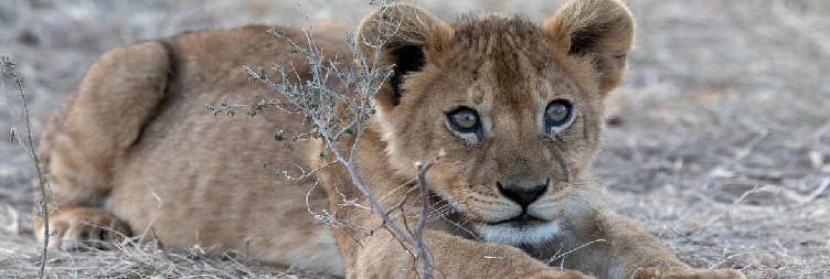 Full Day Game Drive Safari in Serengeti National Park