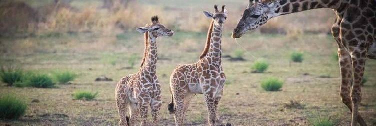 Manyara to Serengeti National Park