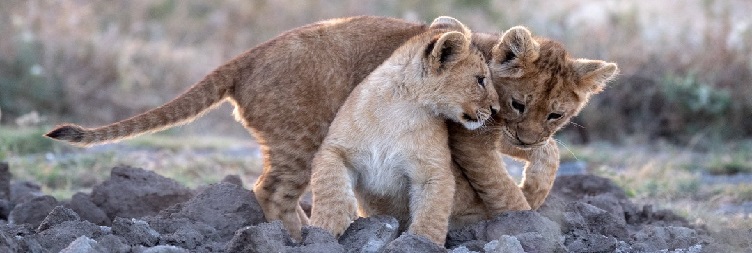 Lake Manyara / Mto wa Mbu to Serengeti National Park