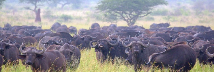 Central Serengeti National Park to Ngorongoro Conservation Area