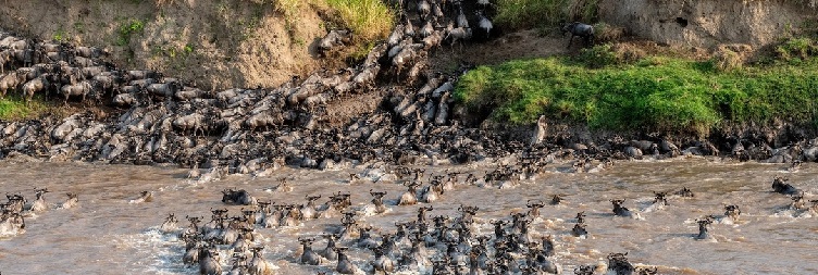 Western Serengeti National Park to North Serengeti National Park (Kogatende)