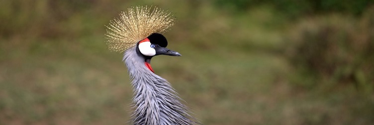 Lake Manyara / Mto wa Mbu to Serengeti National Park