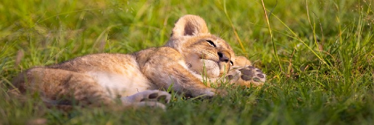 Serengeti National Park to Mwanza