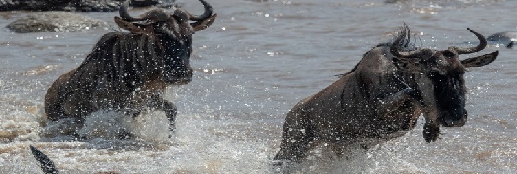 Central Serengeti National Park to North Serengeti (Kogatende)
