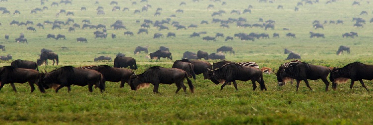 Full Day Safari in Southern Serengeti National Park