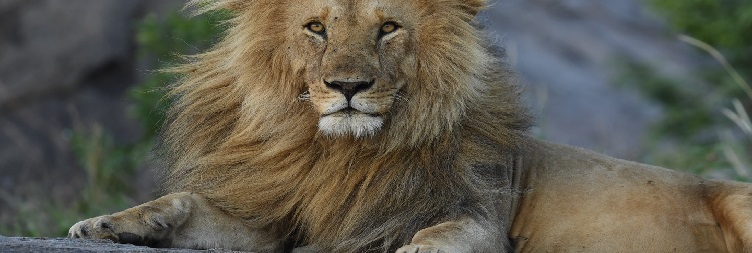 Ngorongoro Crater to Serengeti National Park
