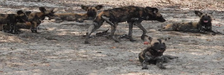 Full-Day Safari in Serengeti National Park