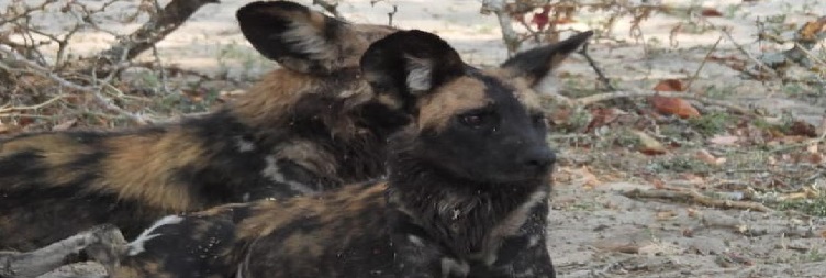 Serengeti -Ngorongoro Conservation Area