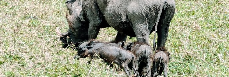 Lake Manyara National Park to Arusha