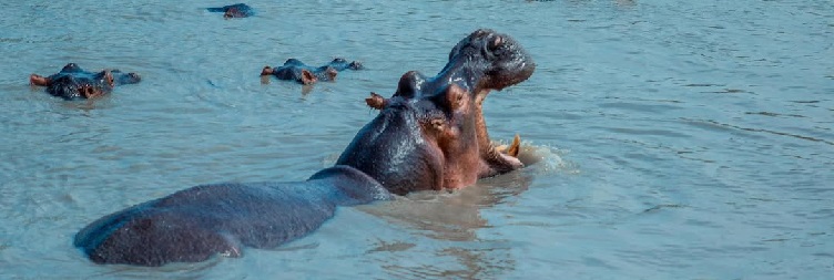 Transfer from Arusha to Kilimanjaro International Airport (JRO)