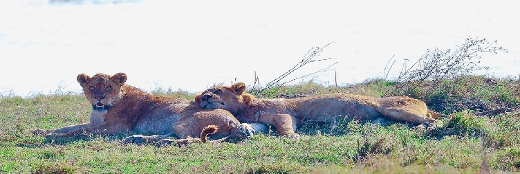 Ngorongoro Crater to Lake Manyara / Mto wa Mbu