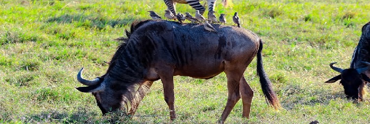 Tarangire to Ngorongoro Conservation Area