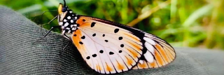 Arusha - Lake Manyara National Park - Mto wa Mbu (Lodge Stay)