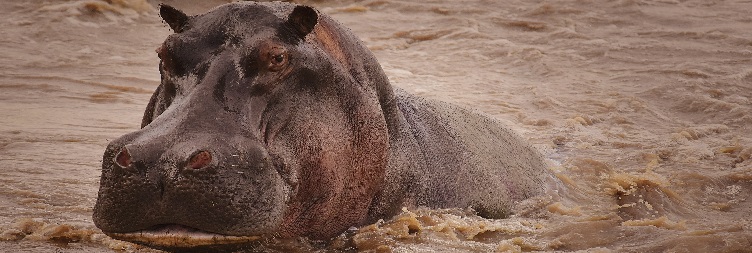 Mwanza to Serengeti National Park
