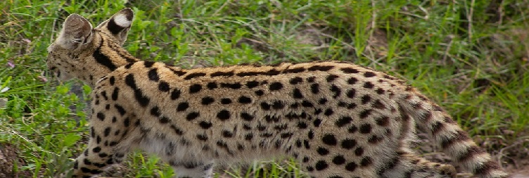 Central Serengeti National Park to North Serengeti National Park (Kogatende)
