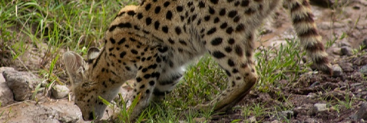 Serengeti National Park to Mwanza