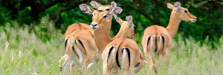 Ngorongoro Crater Safari Tour – Back to Arusha