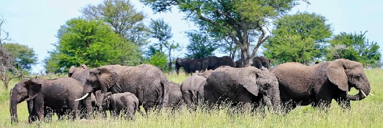 Ngorongoro Crater to Arusha