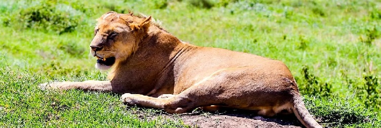 Ngorongoro Crater to Arusha