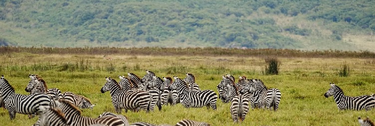 Ngorongoro Crater to Arusha