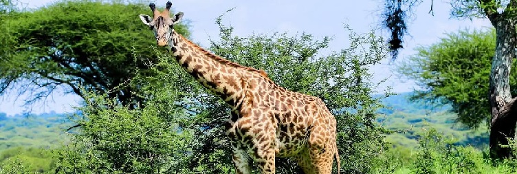 Moshi to Arusha National Park, and Back to Moshi