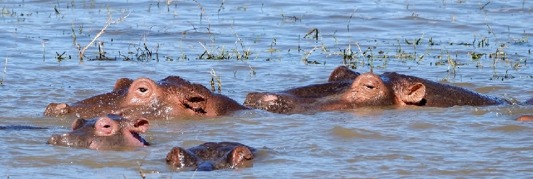 Lake Manyara National Park to Mto wa Mbu or Karatu