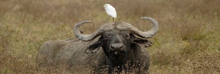 Full Day Game Drive Safari in Serengeti National Park