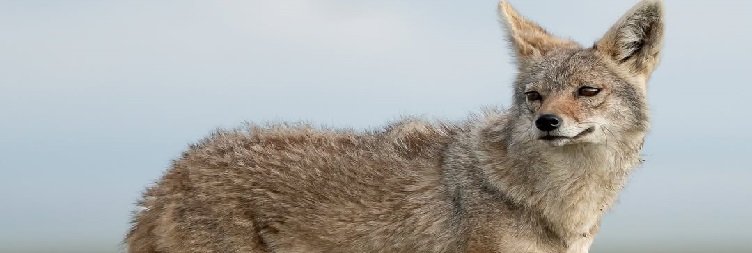 Serengeti National Park to Ngorongoro Conservation Area