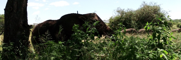 Arusha to Tarangire National Park