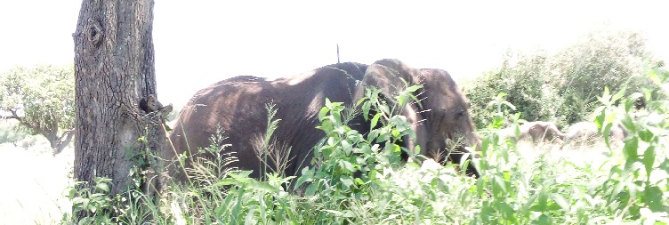 Arusha to Tarangire National Park and back to Arusha