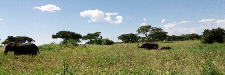 Arusha to Tarangire National Park