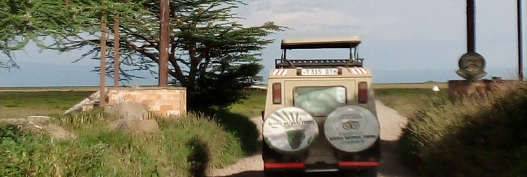 Full Day Game Drive Safari in Central Serengeti National Park