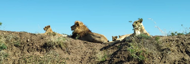 Serengeti National Park and overnight Ngorongoro Conservation Area