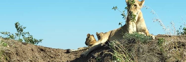 North Serengeti National Park – Ngorongoro Conservation Area