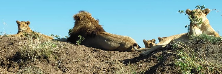Serengeti National Park – Ngorongoro Conservation Area