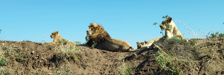 Serengeti National Park to Ngorongoro Conservation Area