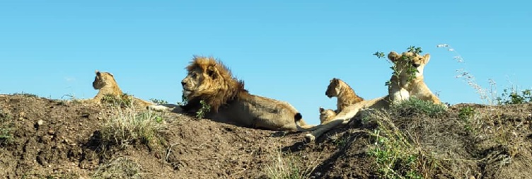 Serengeti National Park to Ngorongoro Conservation Area