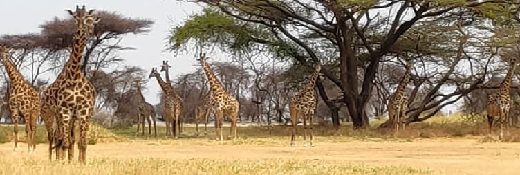 Arusha to Tarangire National Park