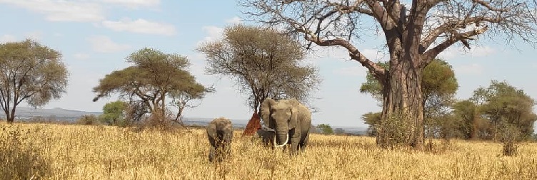 Arusha to Tarangire National Park